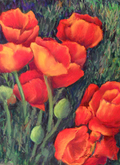 Flamin' Poppies