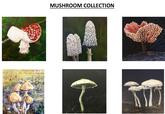 Cards  Mushroom Collection