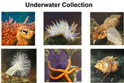 Cards Underwater Collection   The Salish Sea