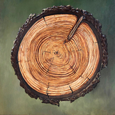 Dendrochronology