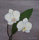 Phalaenopsis