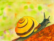 Snail Sorrento