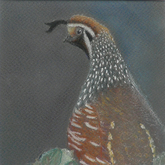 Quail